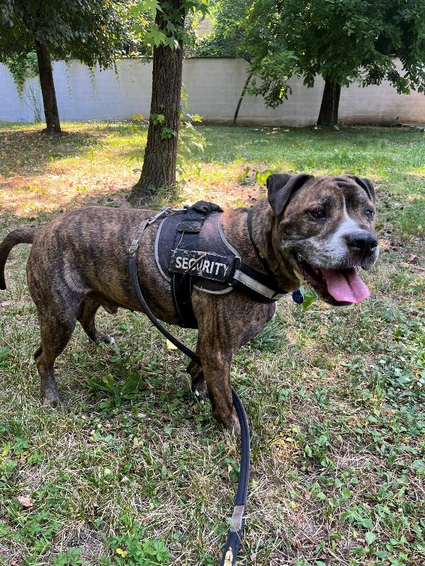 THOR SIMPATICO PIT Foto 5